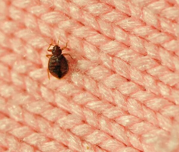 How To Identify Bed Bugs in Santa Fe - New Mexico Pest Control