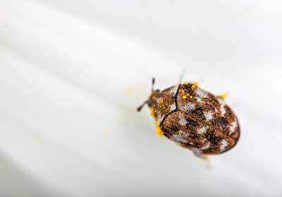 Tell the difference between carpet beetles and bed bugs in Santa Fe - New Mexico Pest Control