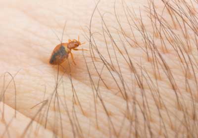 things to know about bed bug bites from New Mexico Pest Control in Santa Fe & Albuquerque metros and surrounding areas
