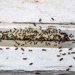 An ant infestation in Santa Fe NM - New Mexico Pest Control