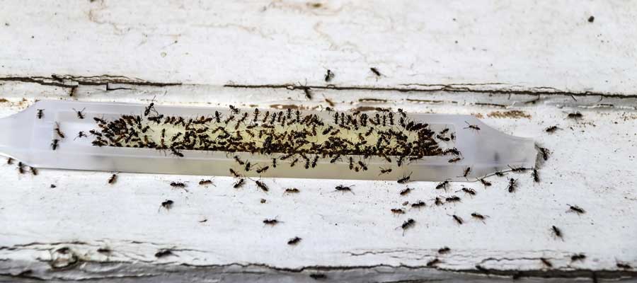 Stop an Infestation with the 10 Best Ant Killers of 2024