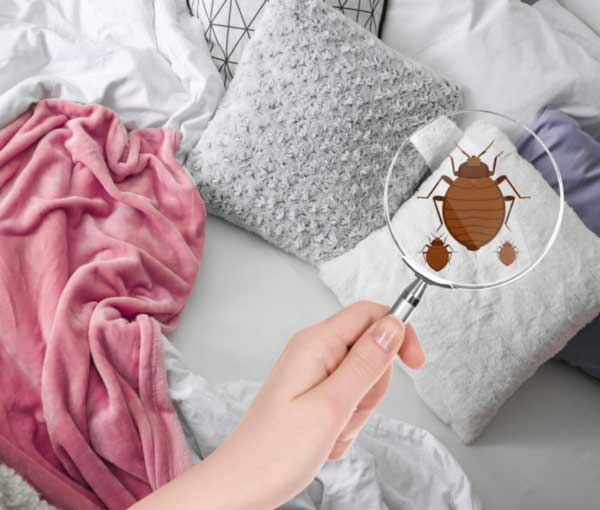 Do I have bed bugs in Santa Fe? - New Mexico Pest Control