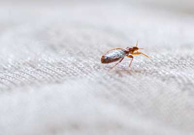 How to prevent bed bugs from spreading