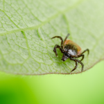 Tips to prevent ticks in New Mexico - New Mexico Pest Control