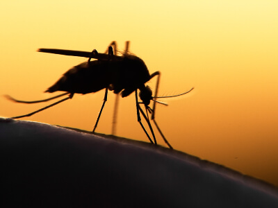 Mosquito extermination, control and removal in Santa Fe, Taos, and Albuquerque New Mexico.