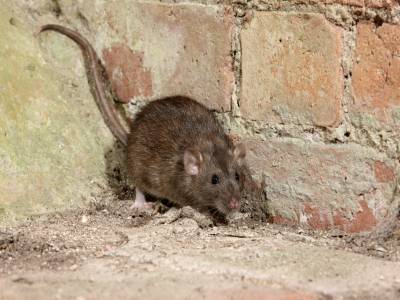 Norway rat in Santa Fe NM - New Mexico Pest Control
