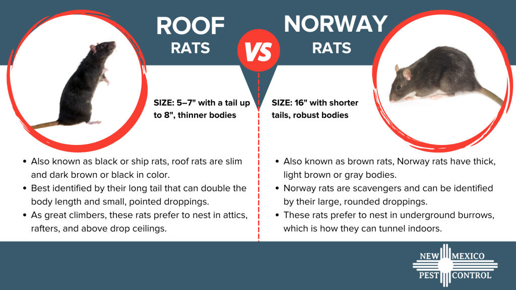 Infographic about roof rats vs norway rats - New Mexico Pest Control