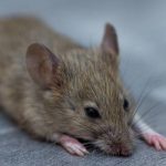 A mouse found in Santa Fe NM - New Mexico Pest Control