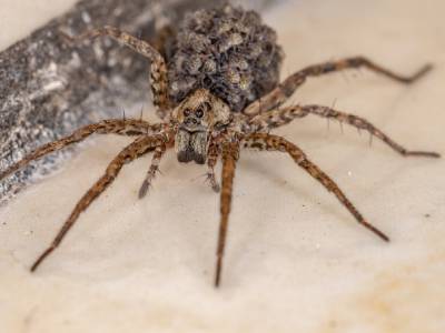 A wolf spider mother carrying her eggs on her back in Santa Fe NM - New Mexico Pest Control