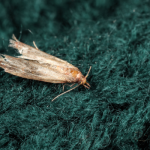 Clothes moth in Santa Fe NM home - New Mexico Pest Control