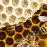 Honey bees in Santa Fe NM - New Mexico Pest Control