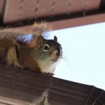 Squirrel on roof of Santa Fe NM home - New Mexico Pest Control
