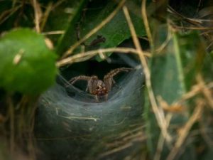 A grass spider in its web in Santa Fe NM - New Mexico Pest Control