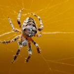 Learning about spiders in New Mexico - New Mexico Pest Control