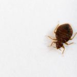 A bed bug in Santa Fe NM - New Mexico Pest Control