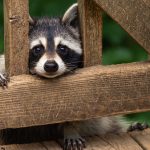 Raccoon peeking through wooden deck outside