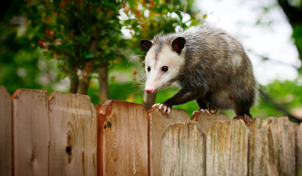 possum-on-fence