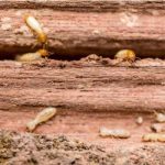 termites in old wood