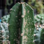Cactus plant affected with scale pests.