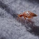 an adult bed bug climbs along on a couch