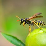 Wasp sitting on a green apple