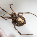 brown widow spiders like this are one of many invasive pests in new mexico