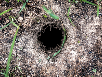 Gopher hole in lawn - New Mexico Pest Control
