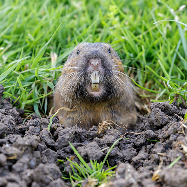 Pocket gopher sticking head out of hole in new mexico