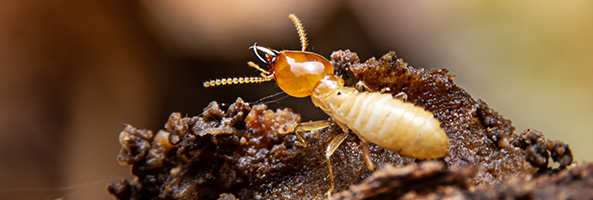 Termite spring pest in new mexico