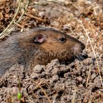 Gopher sticking head out of hole in new mexico