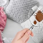 bed bugs in hotel in new mexico | New Mexico Pest Control