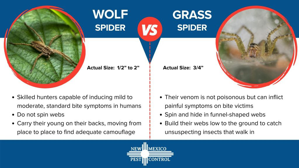 Wolf Spider vs. Grass Spider in new mexico | New Mexico Pest Control