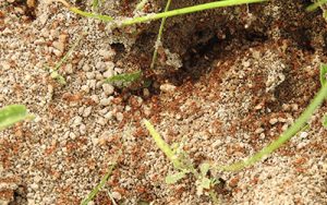 How to Eliminate Fire Ants in Santa Fe, Taos, and Albuquerque New Mexico.