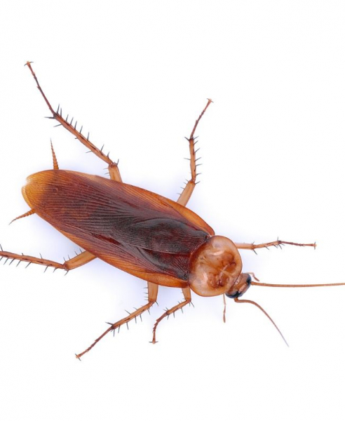 Cockroach Identification, Habits & Behavior | New Mexico Pest Control