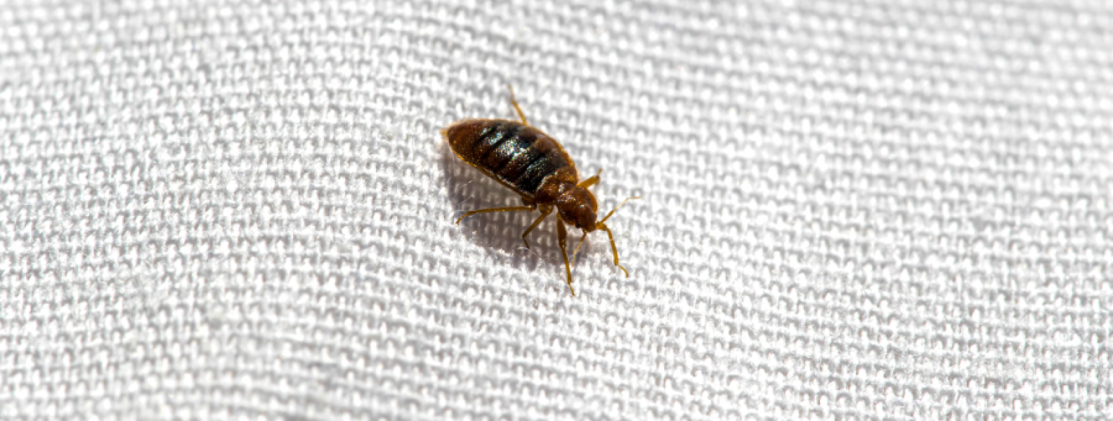 Here's How Bed Bugs Spread | Bed Bugs Spreading in Santa Fe NM