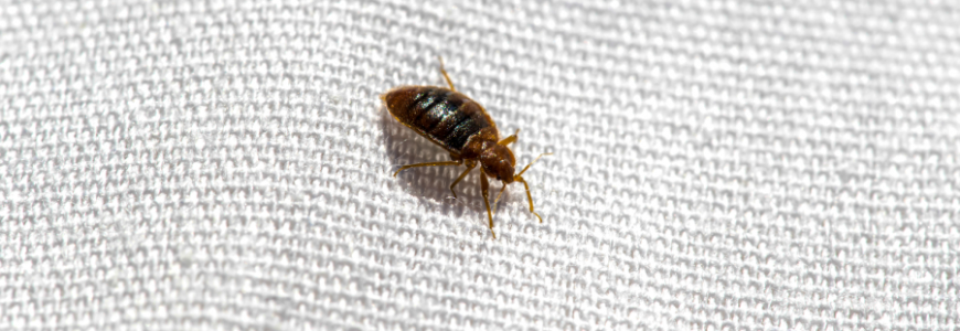 Here's How Bed Bugs Spread | Bed Bugs Spreading in Santa Fe NM