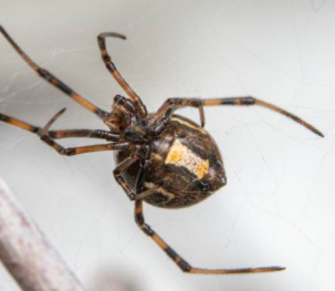 Spider Spotlight: House Spiders · ExtermPRO