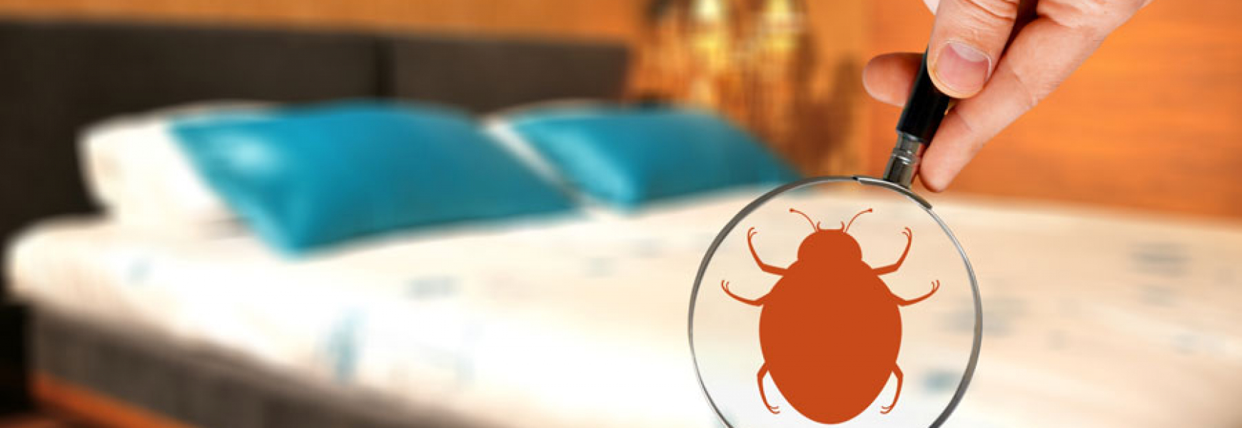 Bed Bug Myths Vs. Facts | Facts About Bed Bugs In Santa Fe NM