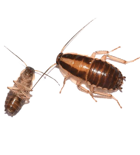 Cockroach Identification, Habits & Behavior 