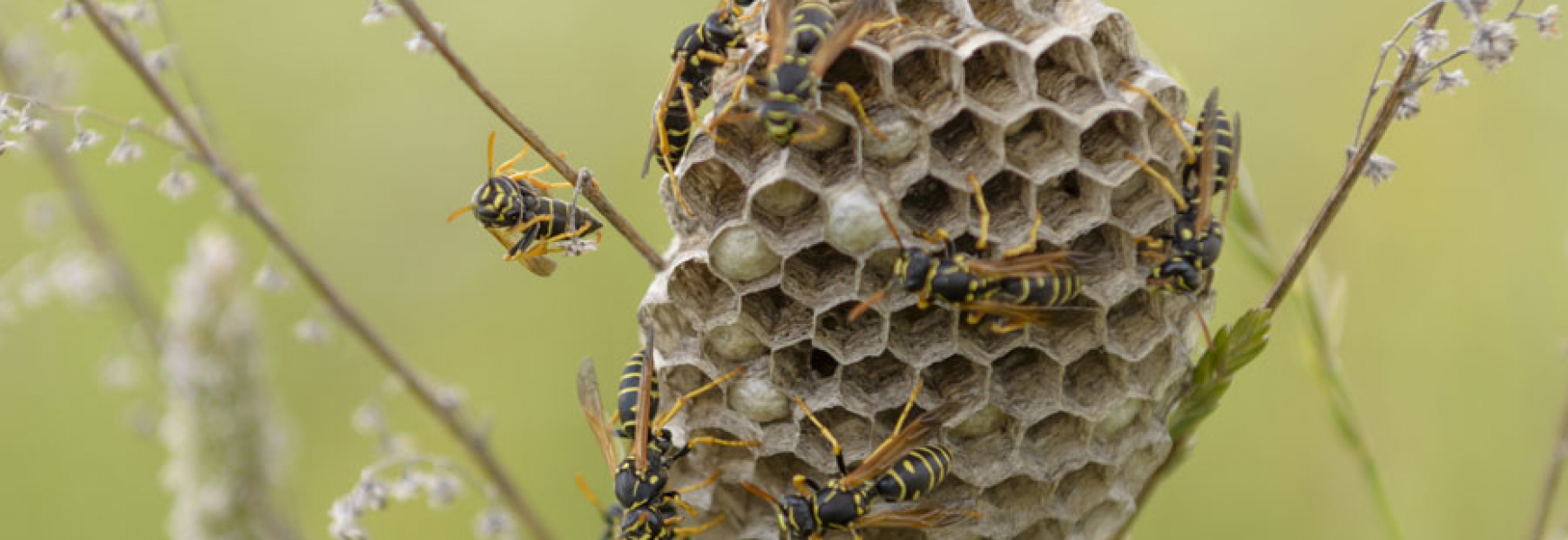 How To Identify Wasp Nests | Paper Wasp & Yellowjacket Nests | Santa Fe