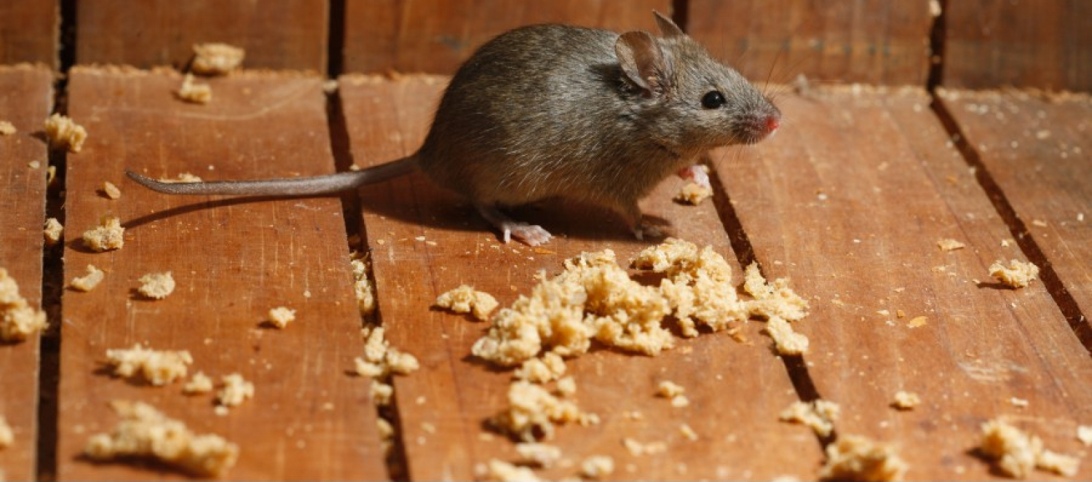 Rodents New Mexico Pest Control Professional Pest Exterminators