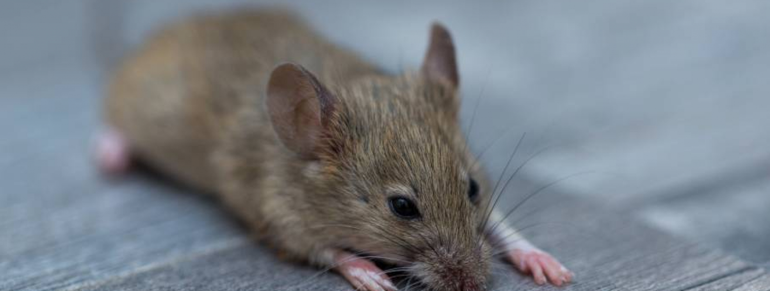 How Quickly Can Mice Reproduce Indoors? - New Mexico Pest Control