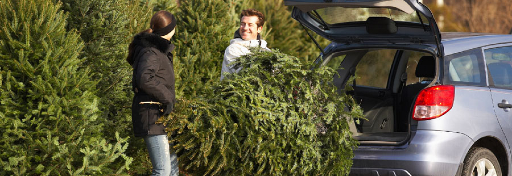 PestProof Your Christmas Tree in 4 Steps New Mexico Pest Control