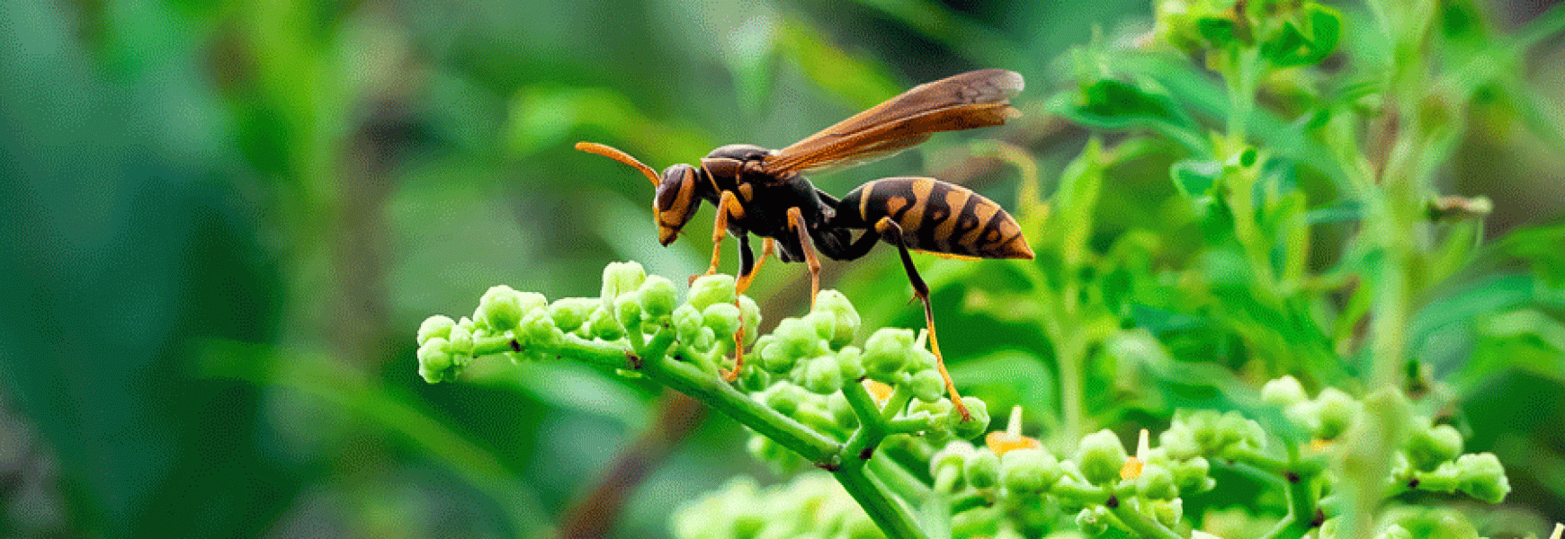 What to Know About Summertime Wasps | New Mexico Pest Control